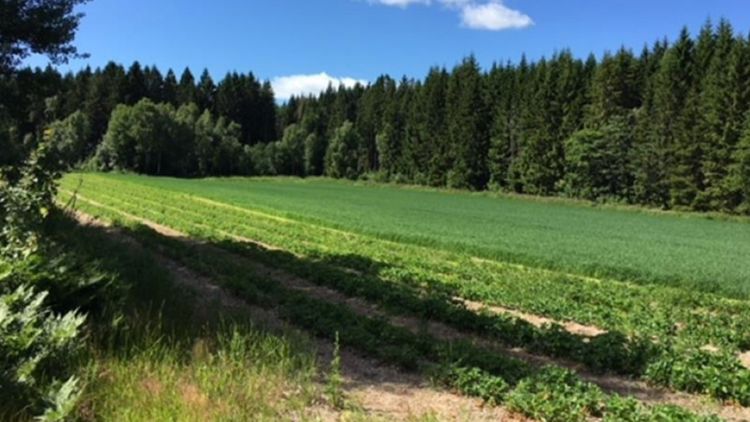 Bildet viser en jordbæråker med en skog i bakgrunnen. 